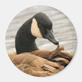 Kanada Goose på Sjö Magnet