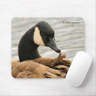 Kanada Goose på Sjö Musmatta
