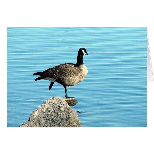Kanada Goose på Sten Hälsningskort (Framsidan Horizontal)