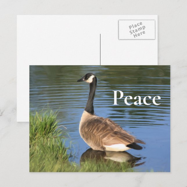 Kanada Goose Peace Inspirational Vykort (Fram/baksida)