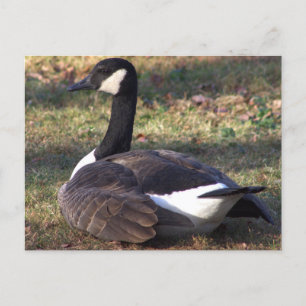 Kanada Goose Photo Postcard Helg Vykort