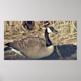 Kanada Goose Photo Poster
