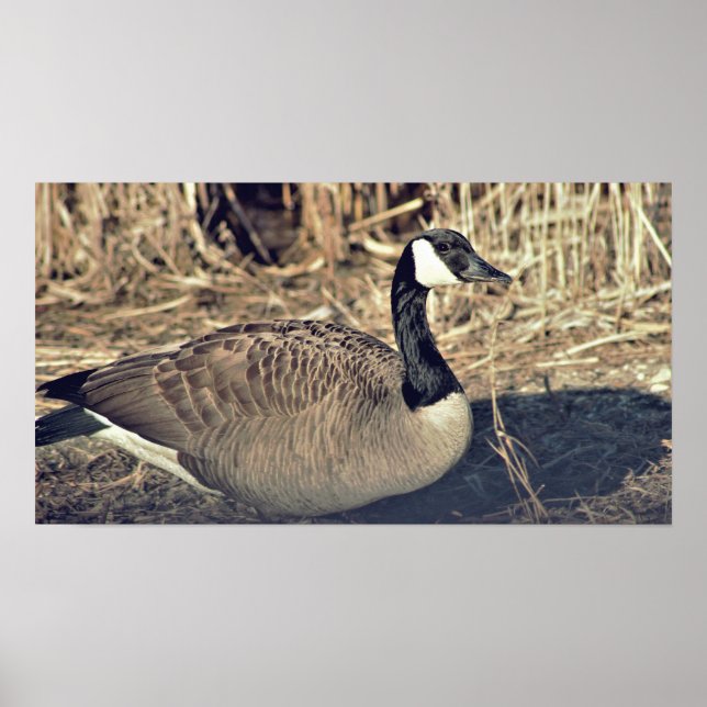 Kanada Goose Photo Poster (Framsidan)