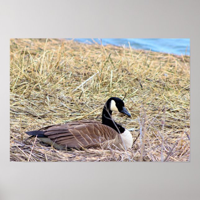 Kanada Goose Photo Poster (Framsidan)