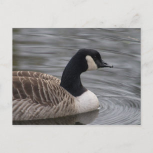 Kanada Goose Postcard Vykort