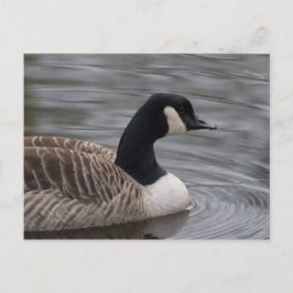 Kanada Goose Postcard Vykort