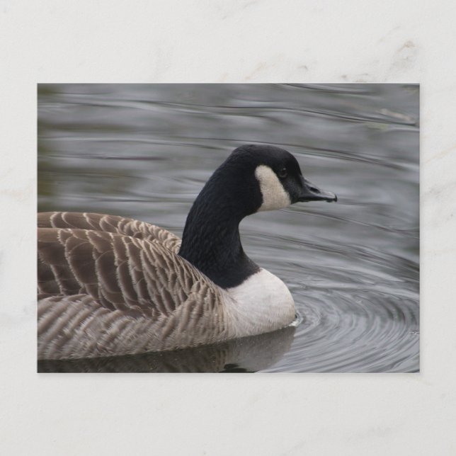 Kanada Goose Postcard Vykort (Framsida)