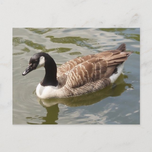 Kanada Goose Postcard Vykort (Framsida)