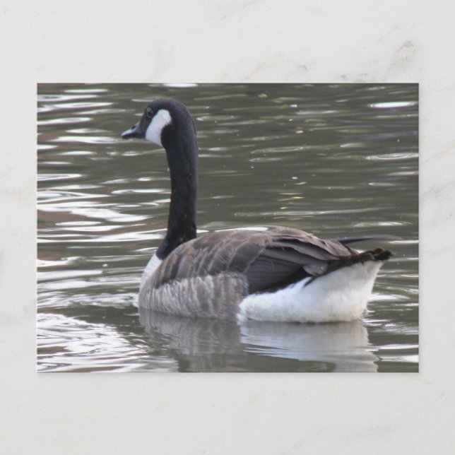 Kanada Goose Postcard Vykort (Framsida)