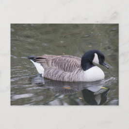 Kanada Goose Postcard Vykort