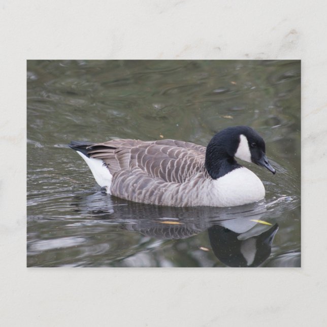 Kanada Goose Postcard Vykort (Framsida)
