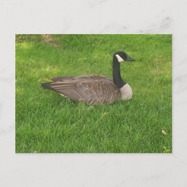 Kanada Goose Postcard Vykort (Framsida)