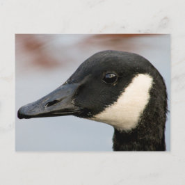 Kanada Goose Postcard Vykort