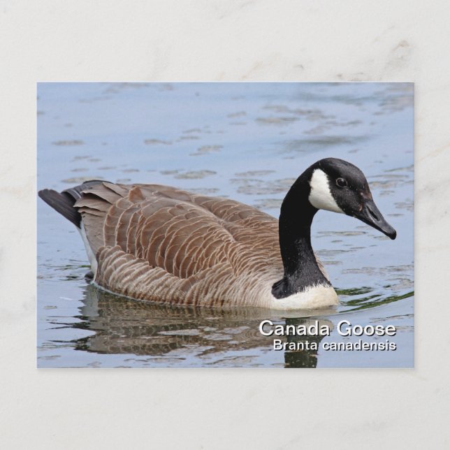 Kanada Goose Postcard Vykort (Framsida)