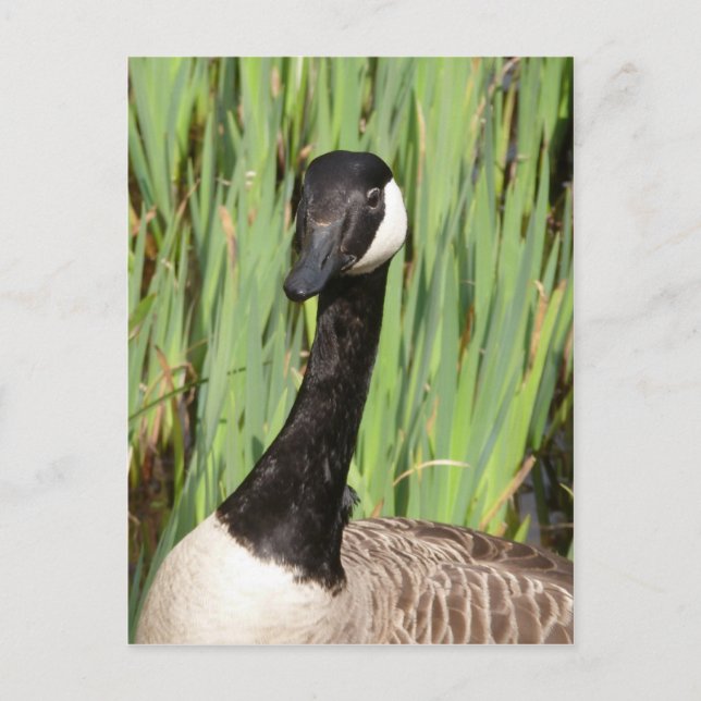 Kanada Goose Postcard Vykort (Framsida)