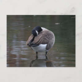 Kanada Goose Postcard Vykort