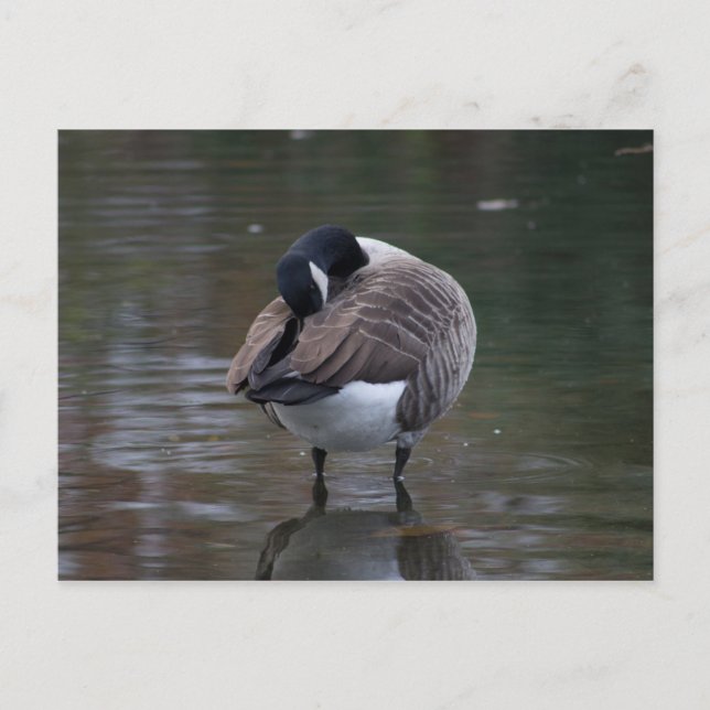 Kanada Goose Postcard Vykort (Framsida)