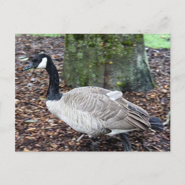 Kanada Goose Postcard Vykort (Framsida)