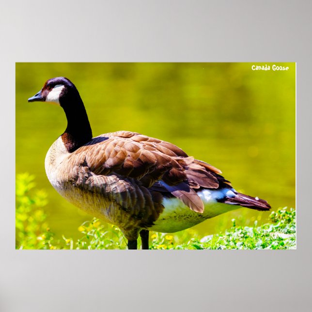 Kanada Goose Poster (Framsidan)