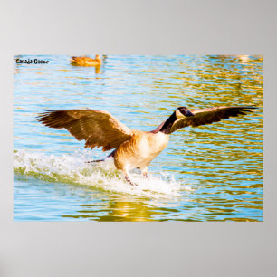 Kanada Goose Poster