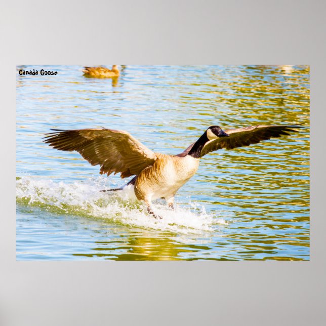 Kanada Goose Poster (Framsidan)