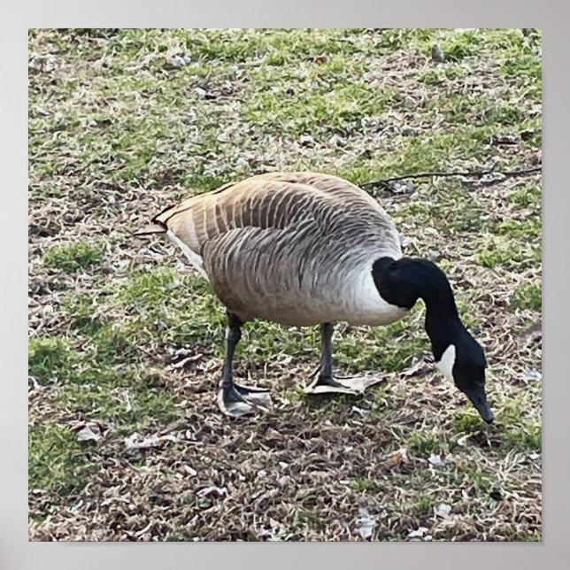 Kanada Goose Poster (Framsidan)