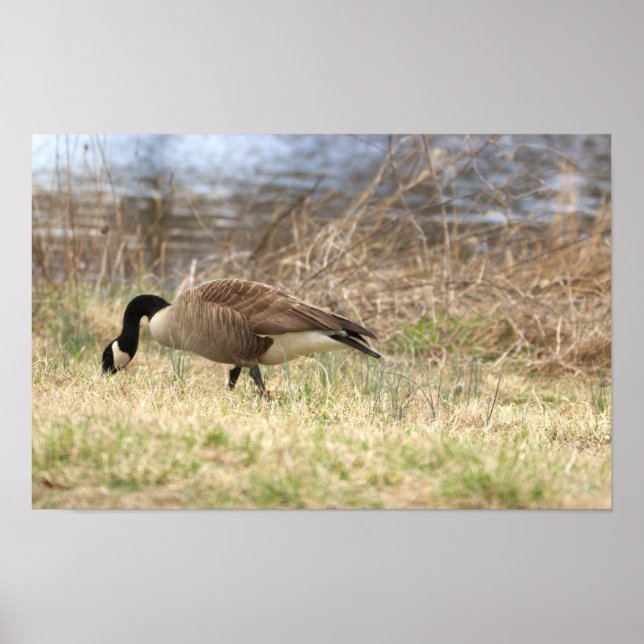 Kanada Goose Poster (Framsidan)
