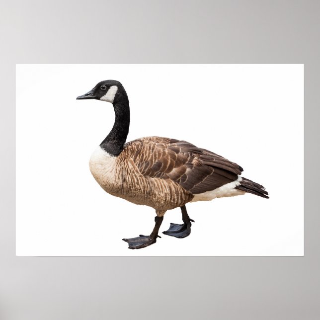 Kanada Goose Poster (Framsidan)