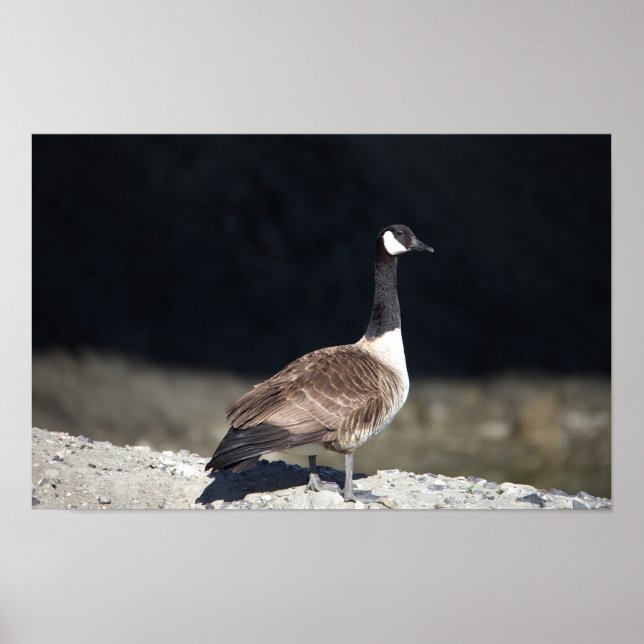 Kanada Goose Poster (Framsidan)