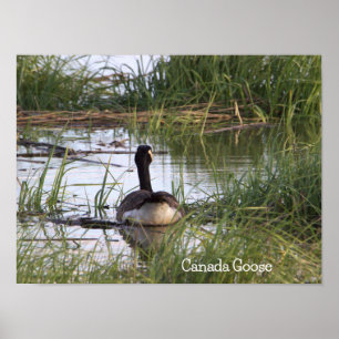 Kanada Goose Poster