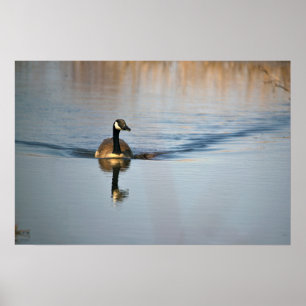 Kanada Goose Poster