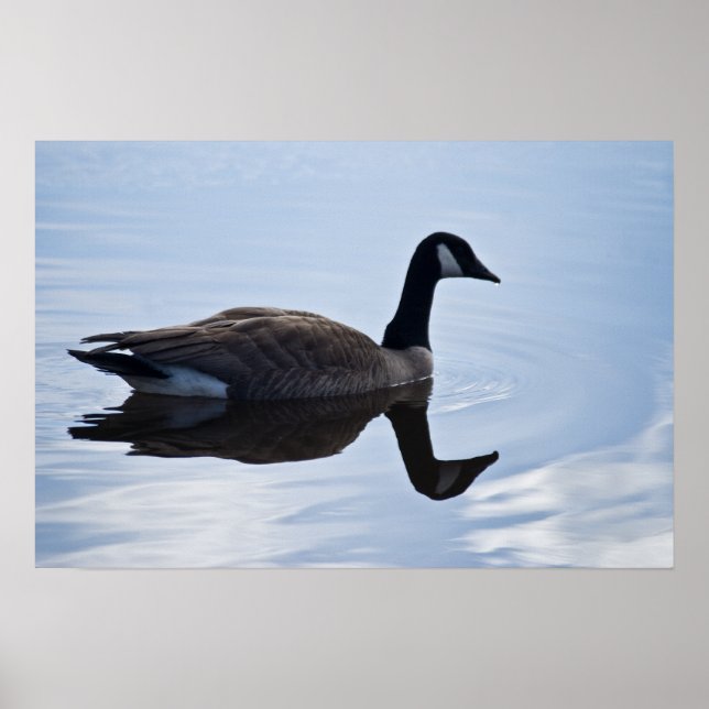 Kanada Goose Poster (Framsidan)