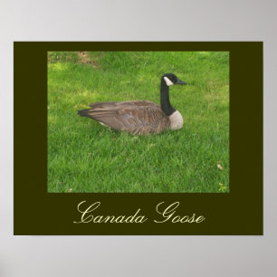 Kanada Goose Poster