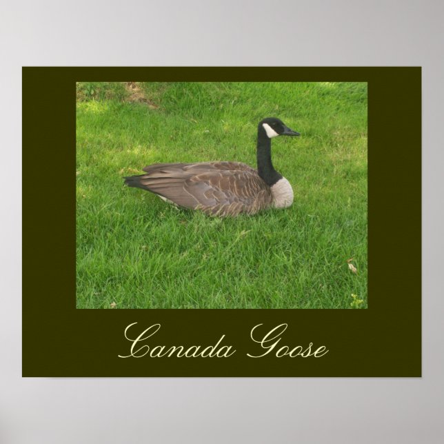 Kanada Goose Poster (Framsidan)