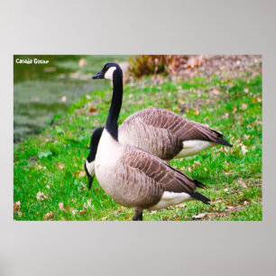 Kanada Goose Poster