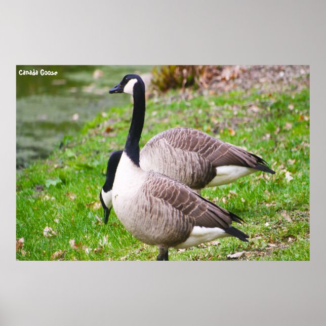 Kanada Goose Poster (Framsidan)
