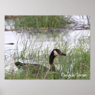Kanada Goose Poster