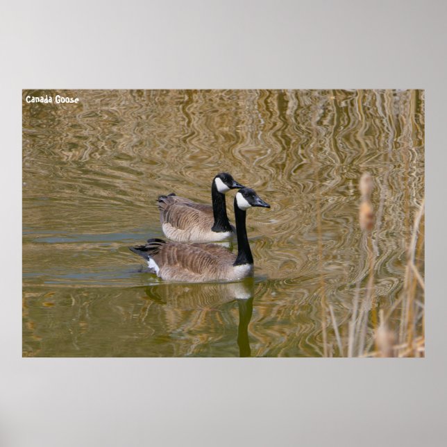 Kanada Goose Poster (Framsidan)