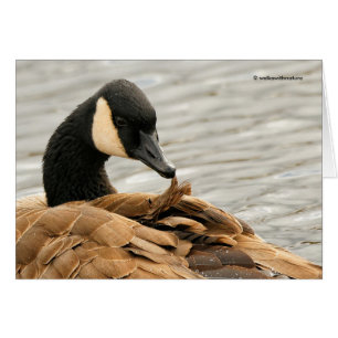 Kanada Goose Preening på Sjö Hälsningskort