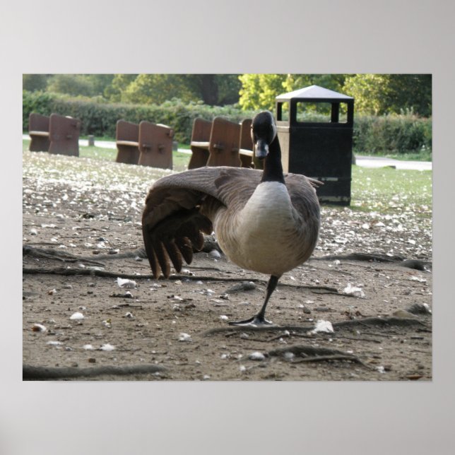 Kanada Goose Print Poster (Framsidan)