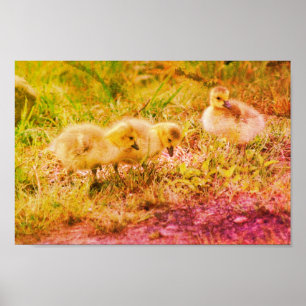 Kanada Goose Spädbarn Wildlife Art Poster