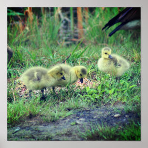 Kanada Goose Spädbarn Wildlife Poster