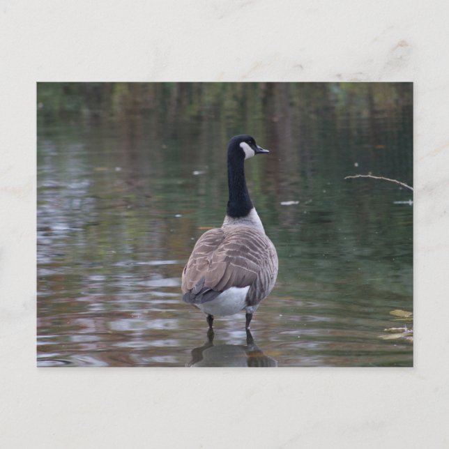 Kanada Goose står på det giriga vatten-vykortet Vykort (Framsida)