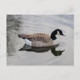 Kanada Goose Swimming in vivid vatten vykort