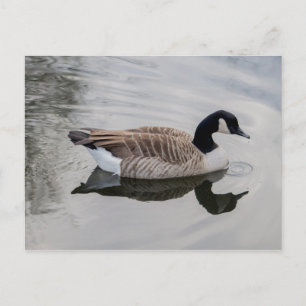 Kanada Goose Swimming in vivid vatten vykort