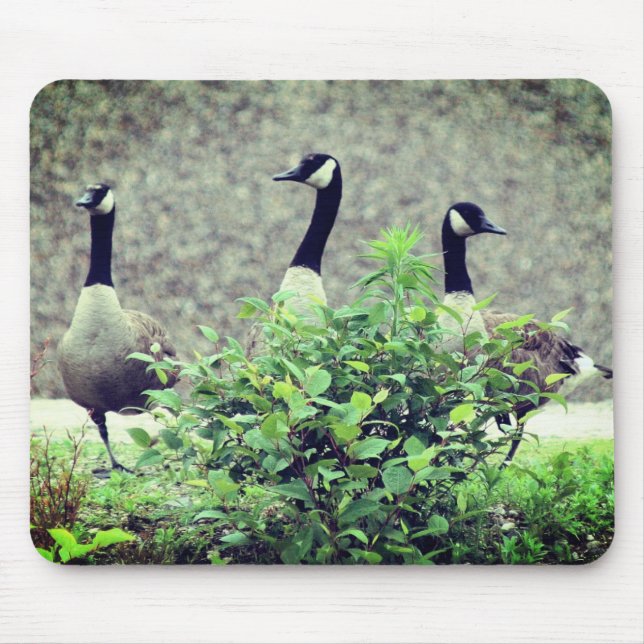 Kanada Goose Trio Nature Musmatta (Framsidan)