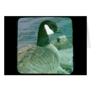 Kanada Goose TTV Hälsningskort