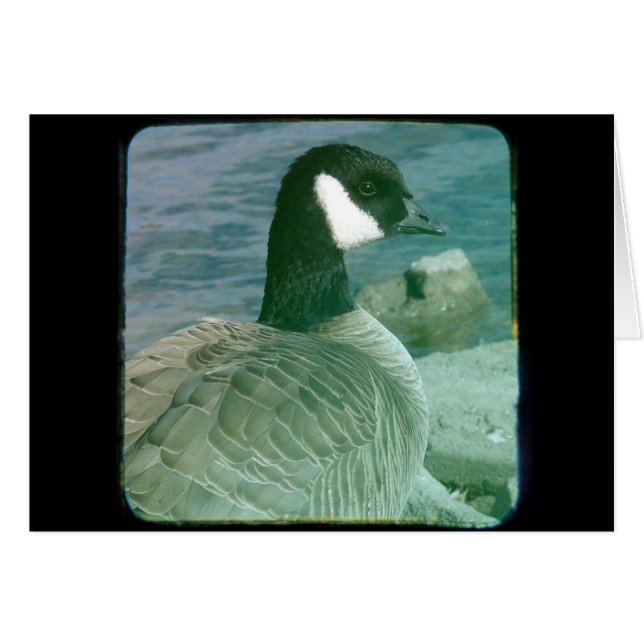 Kanada Goose TTV Hälsningskort (Framsidan Horizontal)