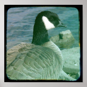 Kanada Goose TTV Poster