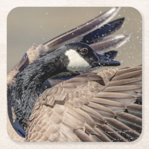 Kanada Goose Underlägg Papper Kvadrat